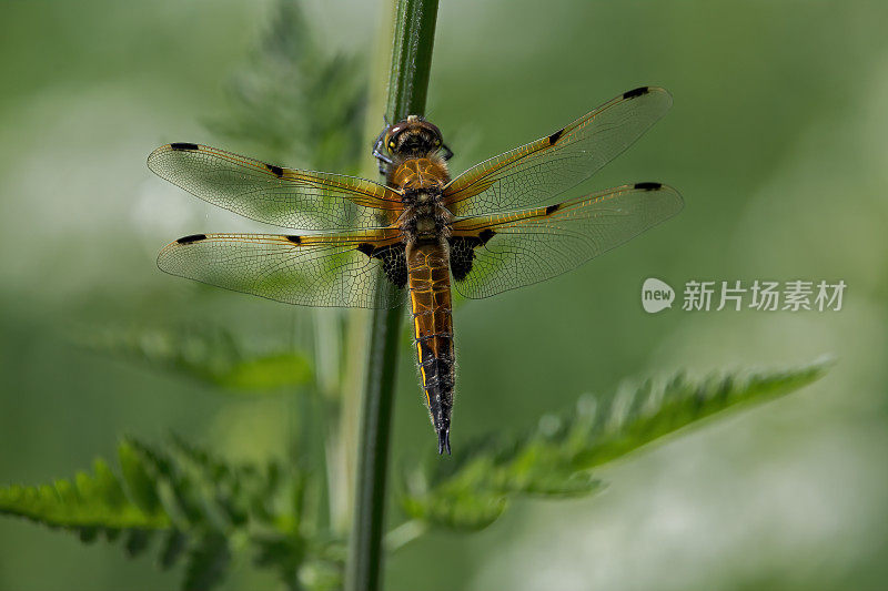 四只斑追逐蜻蜓(Libellula quadrimaculata)张开翅膀在植物上休息